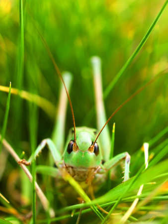 Incect in the bright grassの写真素材