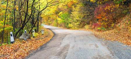 Road in the autumn forest