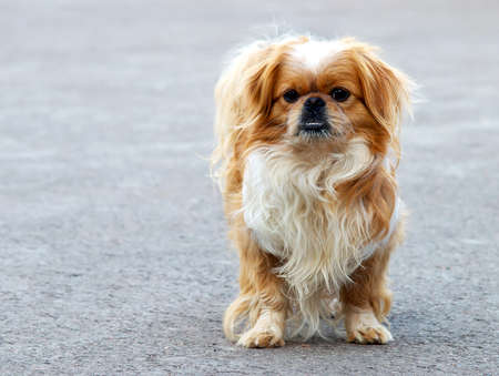 Red dog  Friendly animalの写真素材