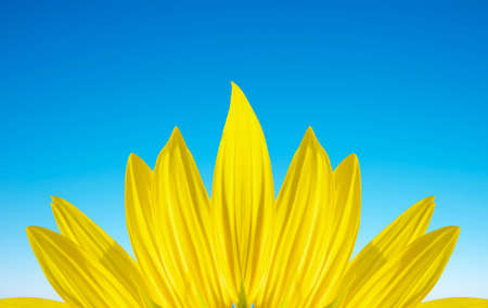 Petal of sunflower on the sky background の写真素材