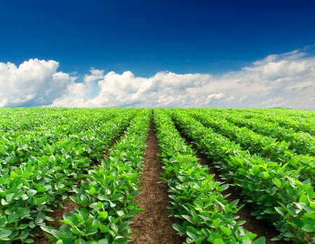 Green rows on the field  Agricultural composition