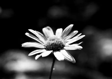 Flowerの写真素材