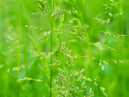 Green grass as a background 