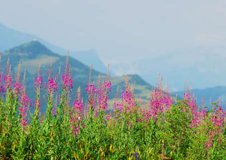 Flowers on the hills background  Beautiful summer landscapeの写真素材