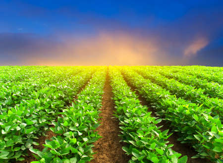 Green rows on the fieldの写真素材