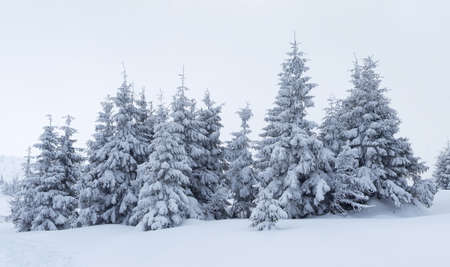 Forest in the mountain valley in the winter timeの写真素材