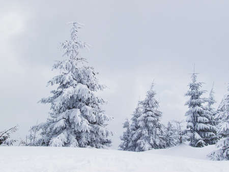 Winter trees in the mountain valleyの写真素材