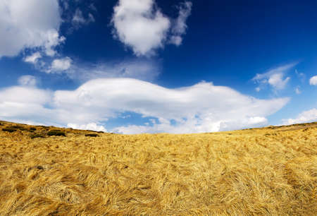 Grass and sky with cloudsの写真素材