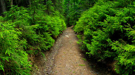 Road in forestの写真素材