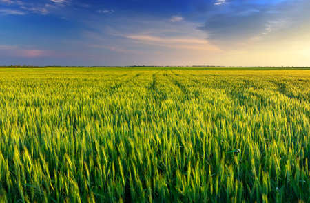 Field and clouds  Agricultural landscape