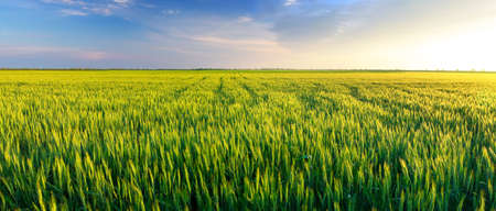 Field and sun glow  Agricultural landscapeの写真素材