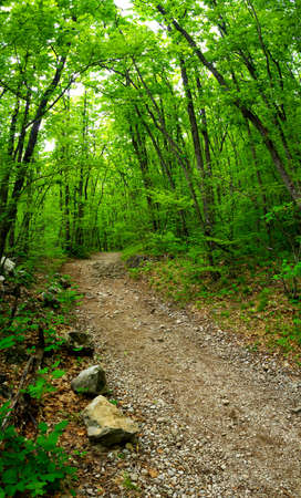Walkway in summer forestの写真素材