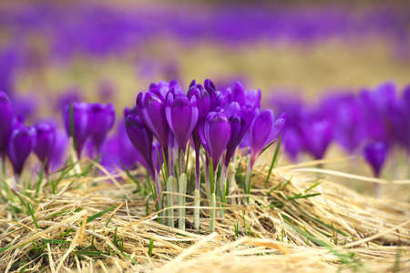 Sprind flowers. Beautiful natural compositionの写真素材