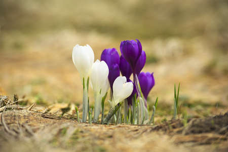 Sprind flowers. Beautiful natural compositionの写真素材