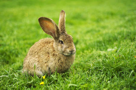 Rabbit on grass. Composition with animal
