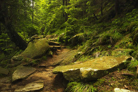 Walkway in the forest. Beautiful summer landscapeの写真素材