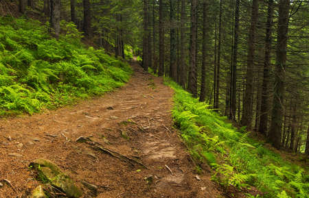Walkway in summer forest. Beautiful natural landscape