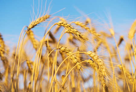 Ears on field. Agricultural composition