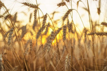 Ears on field during sunset. Agricultural composition
