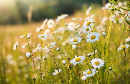 Flowers on field. Natural backgroundの写真素材