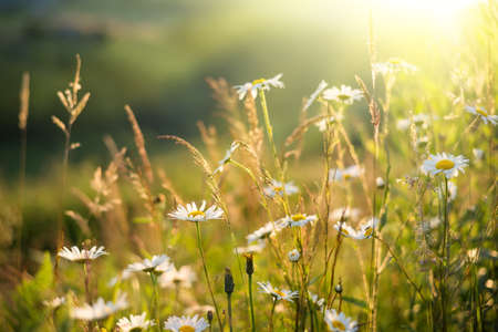 Flowers and sunshine. Natural backgroundの写真素材