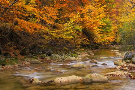 Road in autumn forest. Autumn landscapeの写真素材