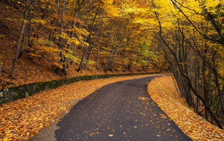 Road in autumn forest. Autumn landscapeの写真素材