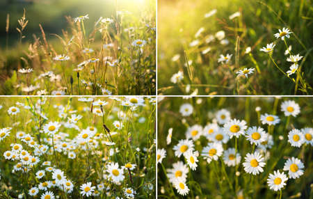 Flowers on set as a background. Natural backgroundの写真素材