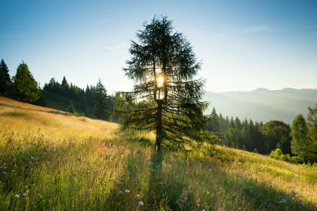 Tree on hill during sunrise. Beautiful natural landscapeの写真素材