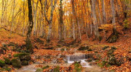 Canyon in autumn time. Natural panoramic composition