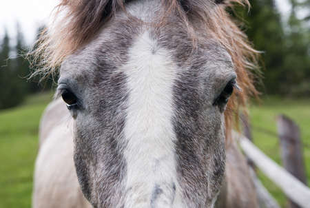 Head of horseの写真素材