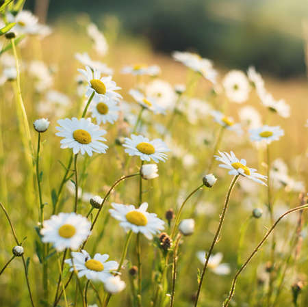Flowers on field. Natural background