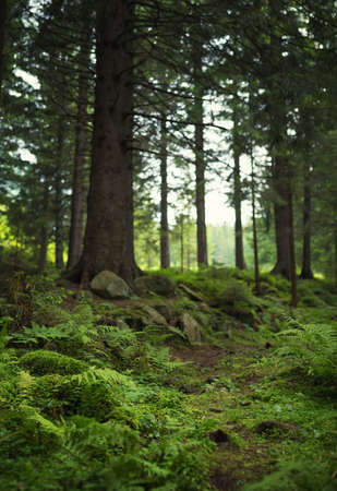 Walkway in summer forest. Beautiful natural landscapeの写真素材