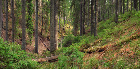 Forest background in the summer time. Beautiful natural summer panoramic compositionの写真素材