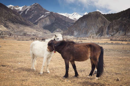 Horses in the mountain valley. Beautiful natural landscape with animalsの写真素材