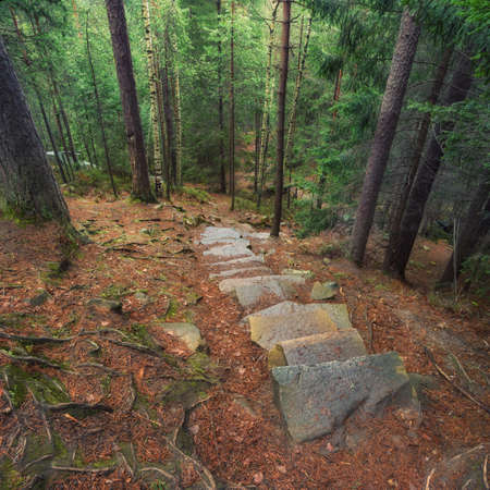 Forest as a background. Beautiful natural landscape in the spring timeの写真素材