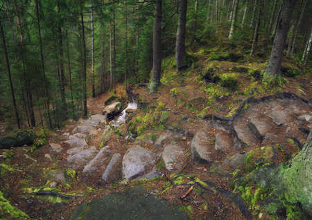 Forest as a background. Beautiful natural landscape in the spring timeの写真素材
