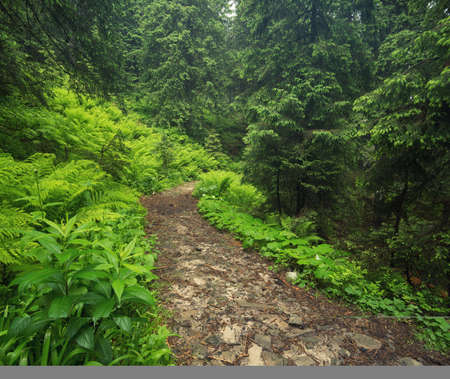 Walkway in the summer forest. Beautiful natural landscape