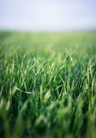Grass on the field. Agricultural landscape in the summer timeの写真素材