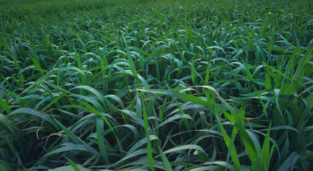 Grass as a background. Beautiful natural background in the summer time