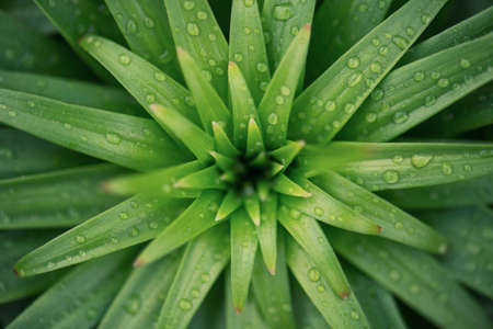 Grass as a background. Beautiful natural background in the summer timeの写真素材