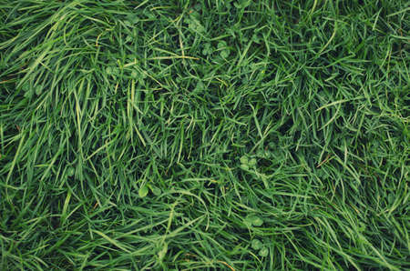 Grass on the field as a background. Agricultural composition in the summer time