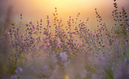 Lavender in the mountain valley during sunset. Beautiful natural landscape in the summer timeの写真素材