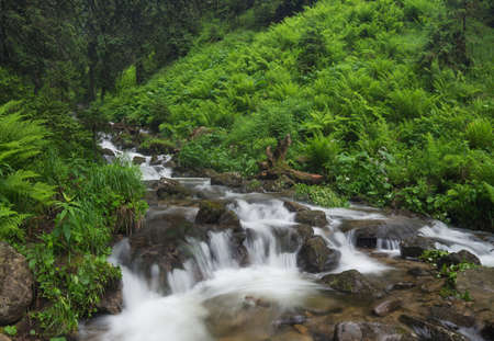 Fast river in the summer forest. Beautiful natural landscape in the summer timeの写真素材