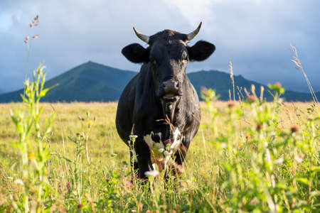 Cow on the field. Composition with animal on the farmの写真素材