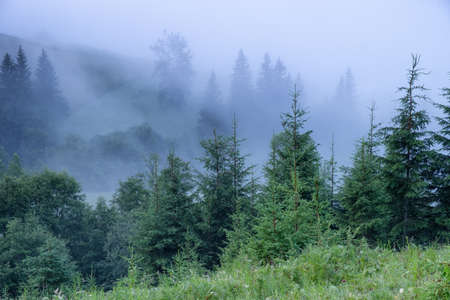 Mountain valley in the mist. Beautiful natural landscape at the summer time during sunrise