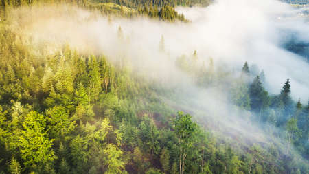 Aerial view at the forest in mist. Beautiful natural aerial landcape at the summer timeの写真素材