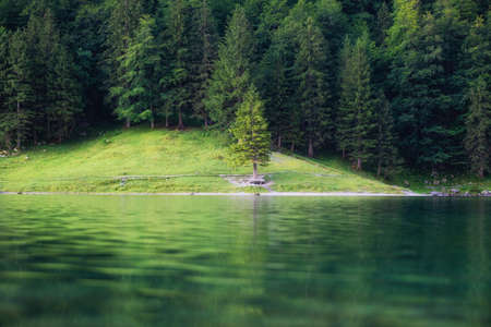 Forest and lake in the Switzerland. Forest and reflection on water surface. Beautiful landscape at...