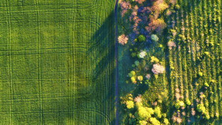 Aerial view at the garden and field. Agricultural landscape from air. Field and garden. Farm at summer time. Drone photography. Field and garden-imageの写真素材