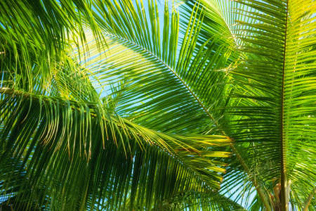 Palm tree as a background. Bali, Indonesia. Travel - image